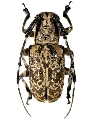 Cacia (Ipocregyes) vermiculata 