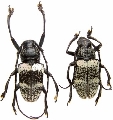 Choeromorpha sulphurea