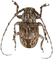 Clyzomedus borneensis