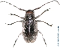 Clyzomedus vittaticollis