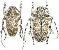 Coptops leucosticticus