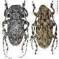 Coptops liturata