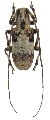 Mesoereis bifasciata 