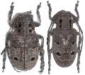 Mesosa (Mesosa) curculionoides