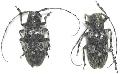 Mesosa (Perimesosa) hirsuta brevihirsuta 