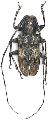 Mesosa (Aplocnemia) longipennis