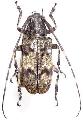 Mesosa (Aplocnemia) longipennis