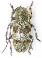 Pachyosa atronotata