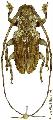 Mutatocoptops annulicornis