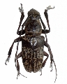 Paracoptops basalis