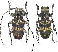 Pachyosa cervinopicta