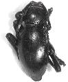 Moneilema gigas