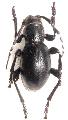 Moneilema semipunctatum