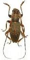Dolophrades terrenus