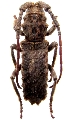 Protilema papus