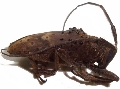 Jamesia globifera