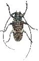 Lochmaeocles callidryas