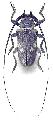 Lochmaeocles marmoratus