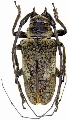 Lochmaeocles marmoratus