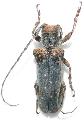 Oncideres rhodosticta