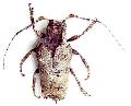 Trachysomus gibbosus