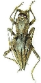 Ceraegidion dorrigoensis
