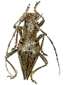 Ceraegidion horrens