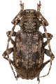 Lepromoris gibba