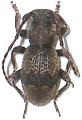 Parmena unifasciata