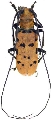 Ithocritus ruber