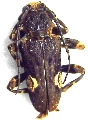 Pachystola mamillata
