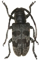 Tragon signaticornis