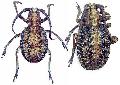 Phantasis avernica sansibarica