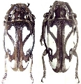 Calothyrza margaritifera