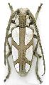 Calothyrza pauli