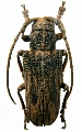 Homelix liturata 