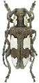 Mimocalothyrza bottegoi