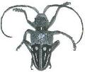 Phryneta pulchra