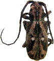 Phryneta coeca 