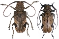 Phryneta leprosa