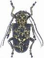 Phryneta marmorea
