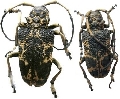 Phryneta marmorea