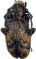 Phryneta obesa