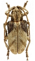 Phryneta semirasa