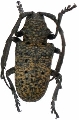 Phryneta spinator