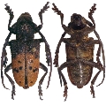 Phryneta spinator