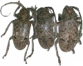 Phryneta spinator
