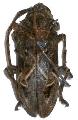 Phrynetopsis fuscicornis
