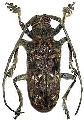Phrynetopsis trituberculata 
