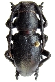 Herophila fairmairei 